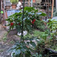 ハバネロの画像