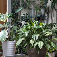 スパティフィラム,ゴムの木,ヒメモンステラ,観葉植物,わが家の観葉植物❢の画像
