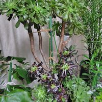 ミルクブッシュ,黒法師,黒法師,レモネード,レモネードの画像