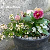アリッサム,ハツユキカズラ,初雪カズラ,パンジー　アルバルーチェ,寄せ植えの画像