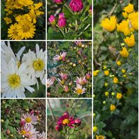 キク,ノブドウ,花のある暮らし,スマホ撮影,癒やしの画像