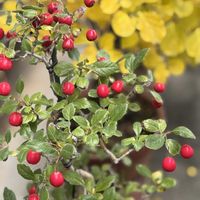 ツルウメモドキ,サンザシ,癒し…♡,繋がりに感謝✨,あか❤の画像