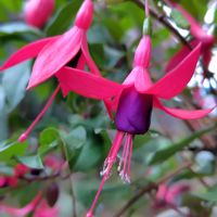 フクシア,秋色,ウクライナに平和を,庭の画像