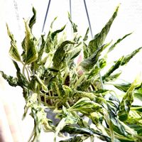 ポトス,ポトス,斑入りポトス,ポトス・テルノラブソング,ポトス・テルノラブソングの画像