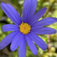 アメリカンブルー,ブルーデージー,パンダスミレ,キュンキュン乙女倶楽部,キュンキュン乙女倶楽部No.243の画像