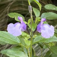 セージ,マイガーデン,切り戻し後,ありがとう♡,しあわせ♡の画像