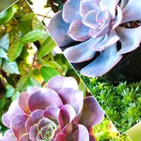 多肉植物,カット苗,庭の画像