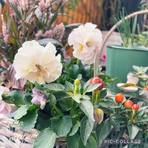 パンジー,アチュード,ベランダガーデン,ガーデニング,バルコニー/ベランダの画像