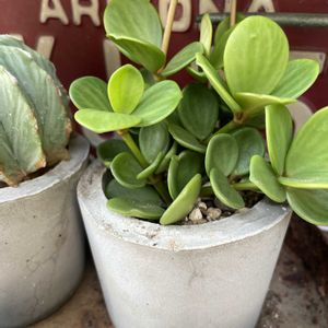 ペペロミア,多肉植物,鉢植え,株分け,セメント鉢の画像