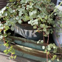 ピレア グラウカ,ピレア,鉢植え,ikuraちゃんリメ缶の画像