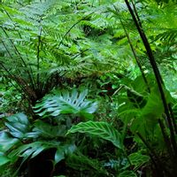 ヘゴ,モンステラ,カラテア ゼブリナの画像