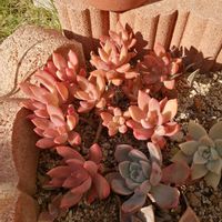 銘月,ガーデニング,多肉棚,多肉植物とサボテン,多肉花壇の画像