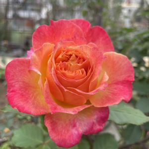 バラ　シャルール,秋バラ,バラのある暮らし,広い庭の画像