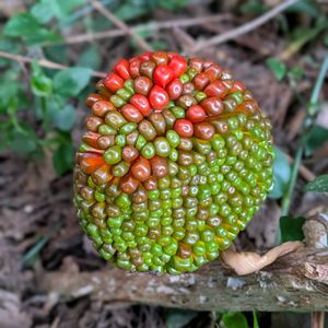 山野草,スマホ撮影,広い庭の画像