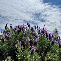 フレンチラベンダー,小さいお花,紫色の花,ニュージーランド,庭の画像