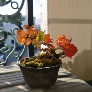 竜神蔦,小品盆栽,朝のひととき,ベランダの画像