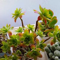 多肉,ハムシー,薄化粧の画像