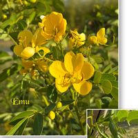 コルチカム,カラミンサ,カラミンサ・ネペタ,カラミンサ・ネペタ,アンデスの乙女の画像