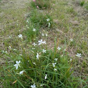 雑草,日記,こぼれ種,自己流,無農薬の画像