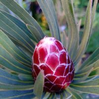 プロテア,プロテア ジュリエット,プロテア スサラ,プロテア　ピンクミンク,プロテア　エクリプスの画像