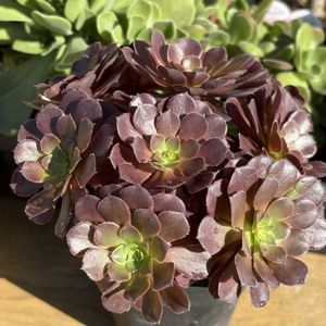 アエオニウム 属,アエオニウム カッパーケトル,アエオニウム カッパーケトル,多肉植物,アエオニウムの画像