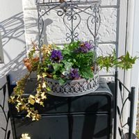 オリーブ,オレガノ,パンジー,アイビー,シダ植物の画像