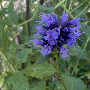 アガスターシェ,アガスターシェ ブラックアダー,青い花,園芸種,青系の花の画像
