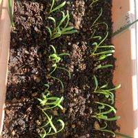 プランター野菜,ベランダの画像