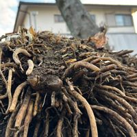 アガパンサス,アガパンサス,アガパンサス,アガパンサス,アガパンサスの画像