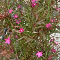 サザンクロスの画像