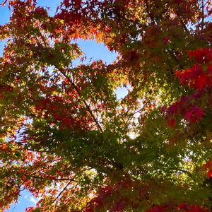 イロハモミジ,イロハモミジ,イロハモミジ,イロハモミジの画像