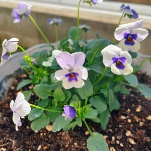 ビオラ,見元ビオラ,ビオラ・トルニー,ベランダガーデン,ガーデニングの画像