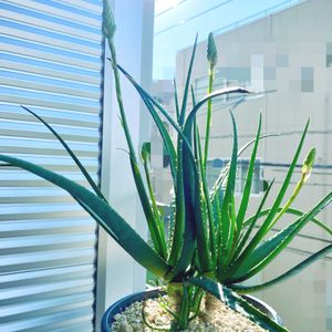 アロエ,ベランダの画像