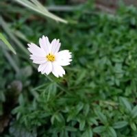 コスモスの画像