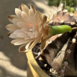 サボテン,可愛い,サボテンの花,花のある暮らし,秋晴れの画像