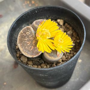 ベランダの画像