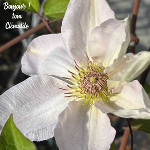 マイ・クレマチス,ジェージー・ポピールスコ,tom' world,バルコニー/ベランダの画像