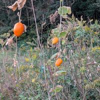 カラスウリ,ツルソバ,セイダカアワダチソウ,流木,空き地の植物の画像