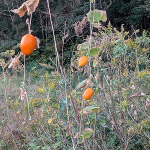 カラスウリ,ツルソバ,セイダカアワダチソウ,流木,空き地の植物の画像