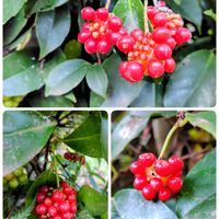 ビナンカズラ,ギンバイカ(マートル),老爺柿,ダイアモンドリリー,イチゴノキ（ストロベリーツリー）の画像