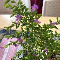 クフェアの画像