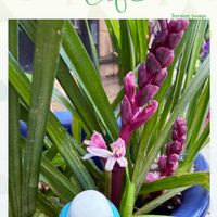 アリッサム,グレコマ,ビオラ,秋咲クロッカス,吉祥草（きちじょうそう）の画像