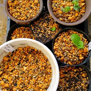 ダルマホトトギス,ダルマホトトギス,植え替え,山野草,花のある暮らしの画像