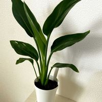 ストレリチア,ストレリチア,テーブルヤシ,テーブルヤシ,サンセベリアの画像