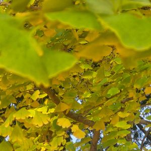 植物のある暮らし,とにかく植物が好きの画像