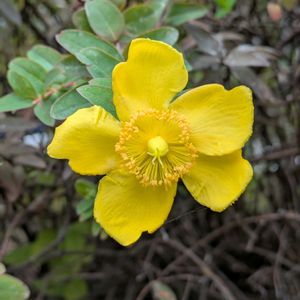 キンシバイ,ツワブキ,まだまだ初心者,花のある暮らし,緑のある暮らしの画像