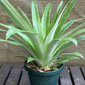 パイナップル,多肉植物,塊根植物,コーデックス,花のある暮らしの画像