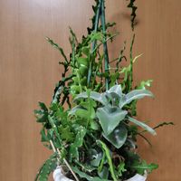 フィッシュボーンカクタス,仙女の舞,カランコエ ベハレンシス 仙女の舞,カランコエ 属の画像