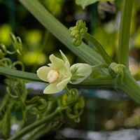 ハヤトウリの画像