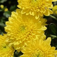 キク,ナス,マツバボタン,大葉,オステオスペルマムの画像